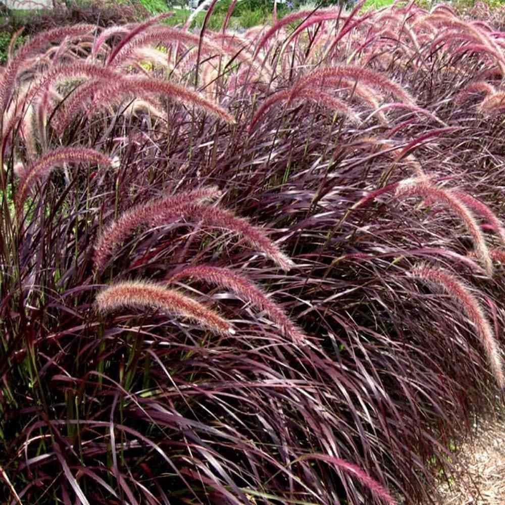 Iarba Ornamentala rosu Pennisetum Rubrum