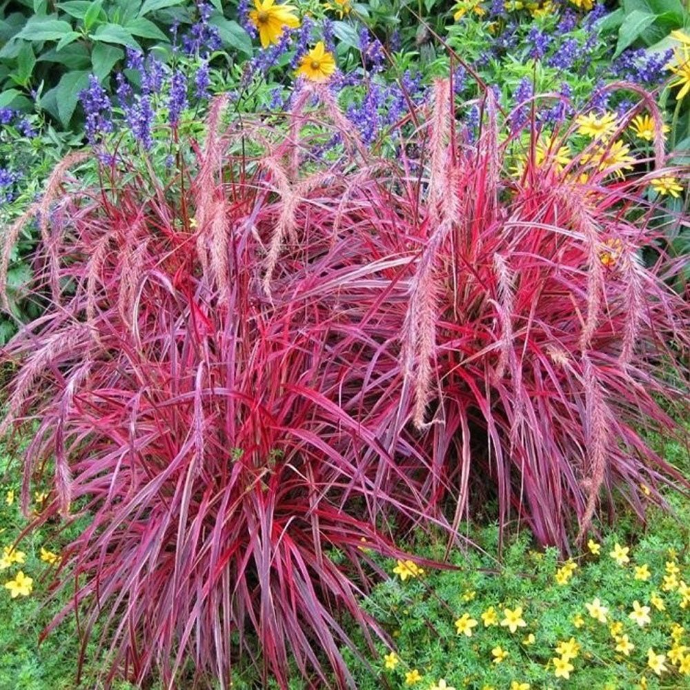 Iarba rosu Chinezeasca Pennisetum Fireworks - VERDENA-25-40 cm inaltime, livrat in ghiveci de 2 l