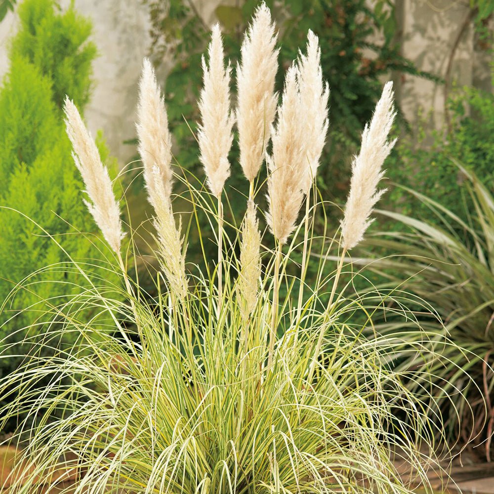 Iarba de Pampas (Cortaderia) Gold Mini