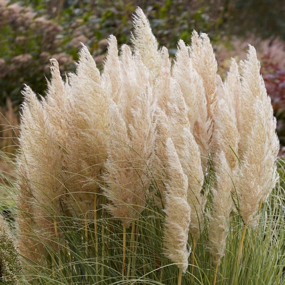 Iarpa de Pampas (Cortaderia) Gold Star