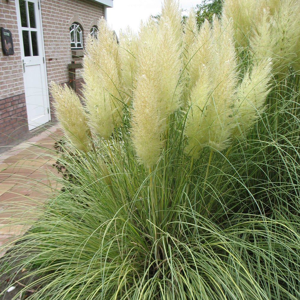 Iarpa de Pampas (Cortaderia) Gold Star