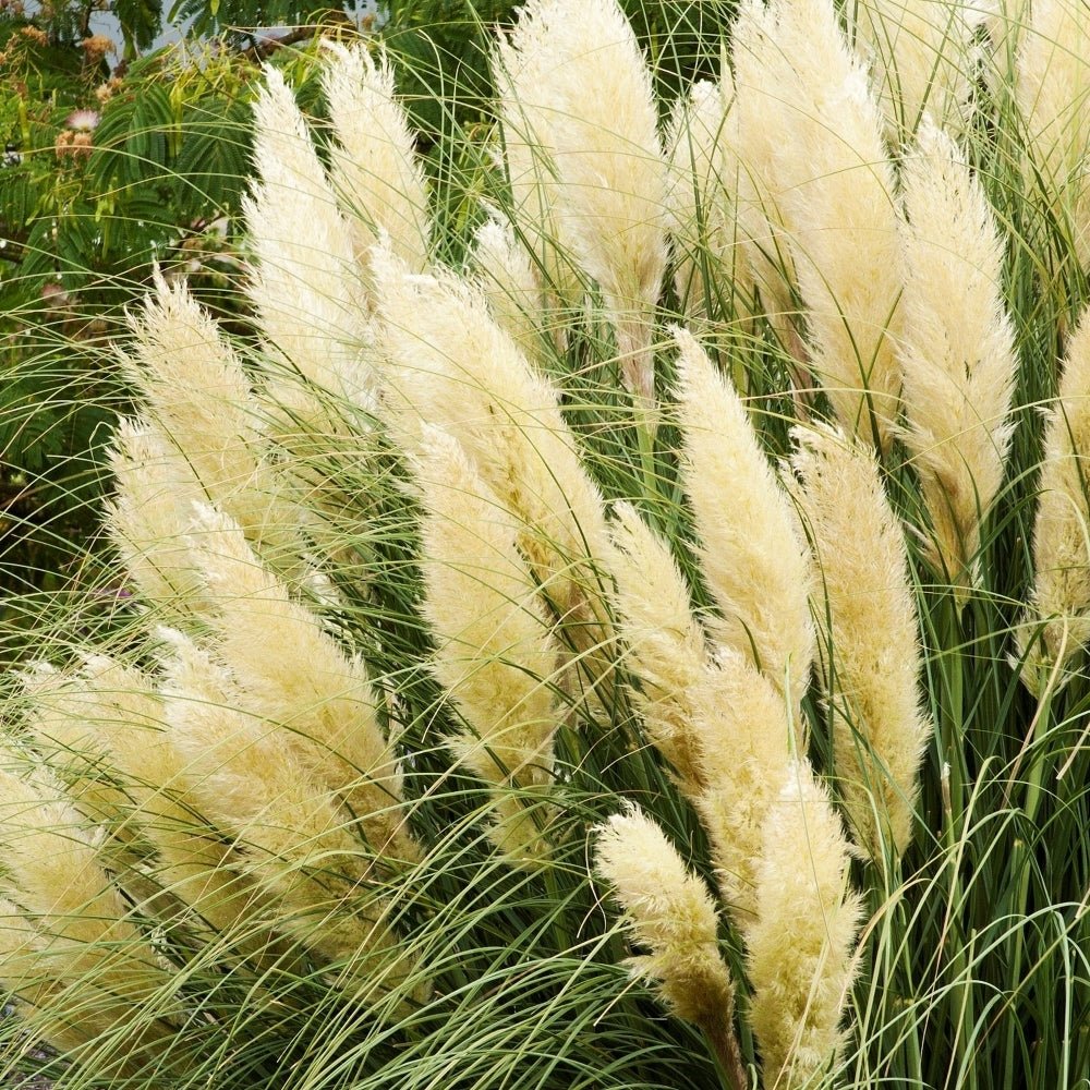 Iarpa de Pampas (Cortaderia) Gold Star