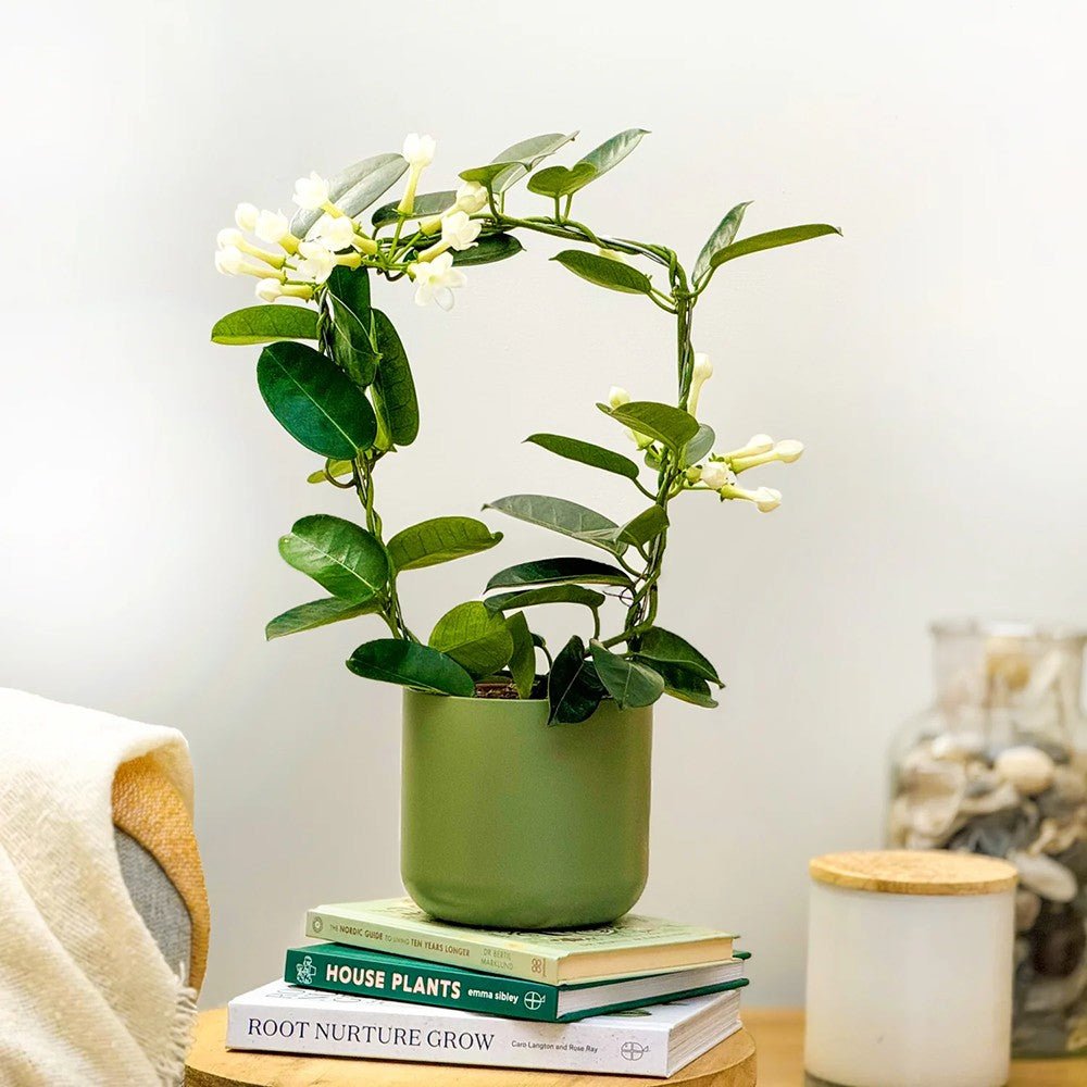 Iasomia de Madagascar (Stephanotis floribunda), cu flori albe