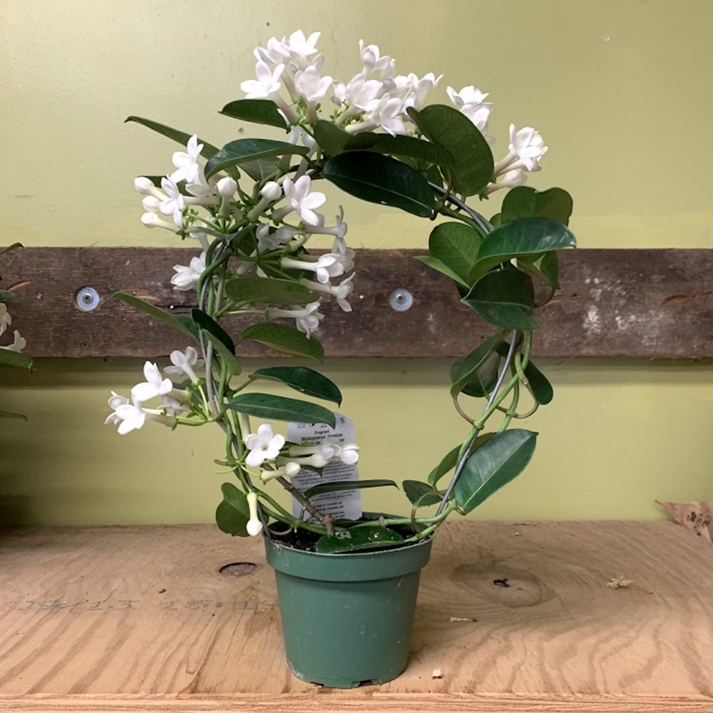 Iasomia de Madagascar (Stephanotis floribunda), cu flori albe