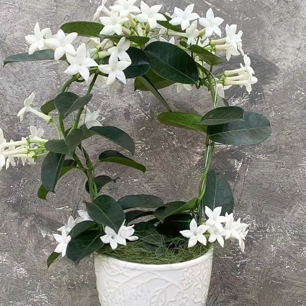 Iasomia de Madagascar (Stephanotis floribunda), cu flori albe