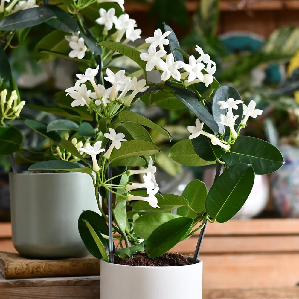 Iasomia de Madagascar (Stephanotis floribunda), cu flori albe