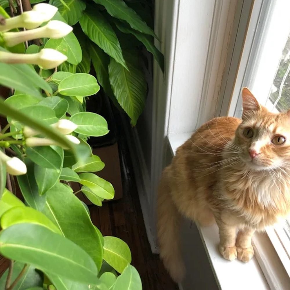 Iasomia de Madagascar (Stephanotis floribunda), cu flori albe