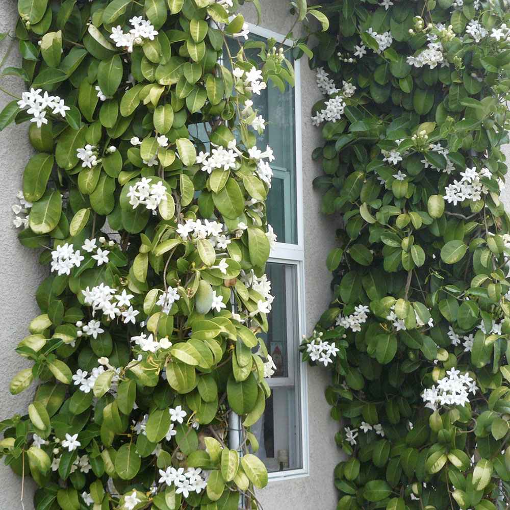 Iasomia de Madagascar (Stephanotis floribunda), cu flori albe