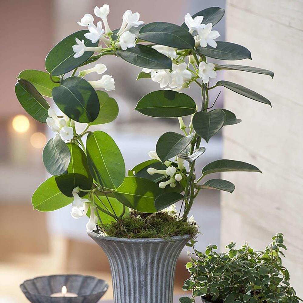 Iasomia de Madagascar (Stephanotis floribunda), cu flori albe