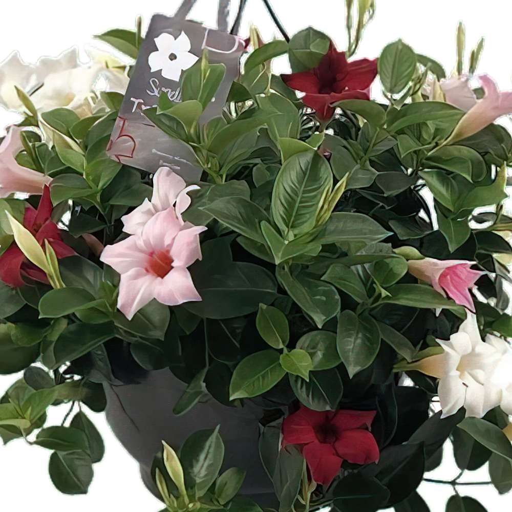 Iasomie Chilean Mandevilla Tricolor (Dipladenia)