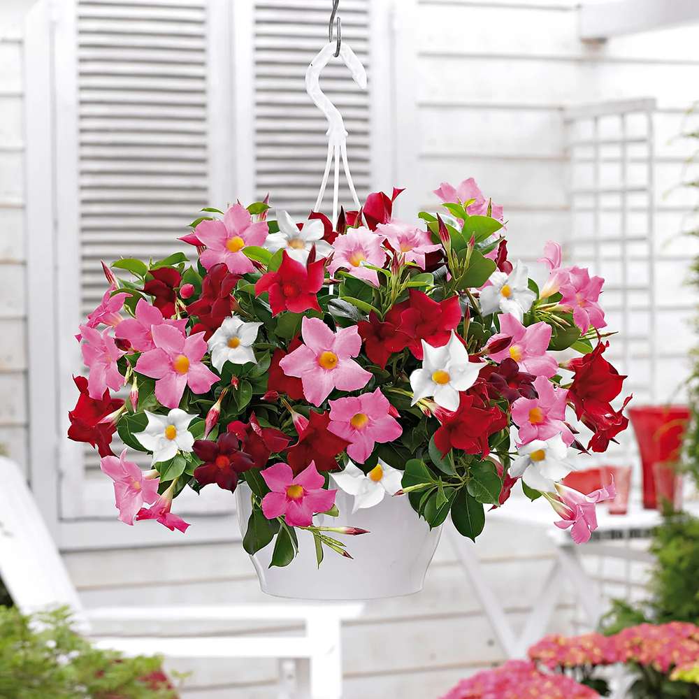 Iasomie Chilean Mandevilla Tricolor (Dipladenia)