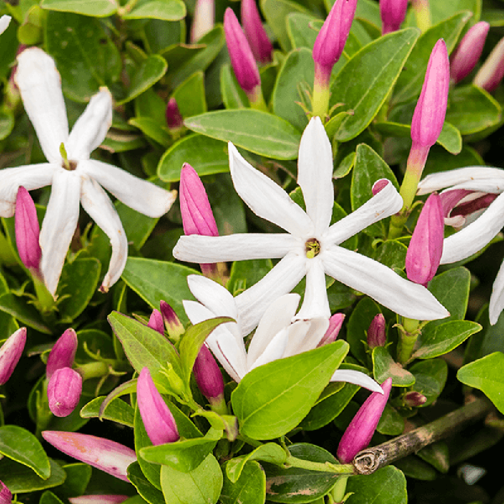 Iasomie Comuna globulara, cu floare alba- 65 cm