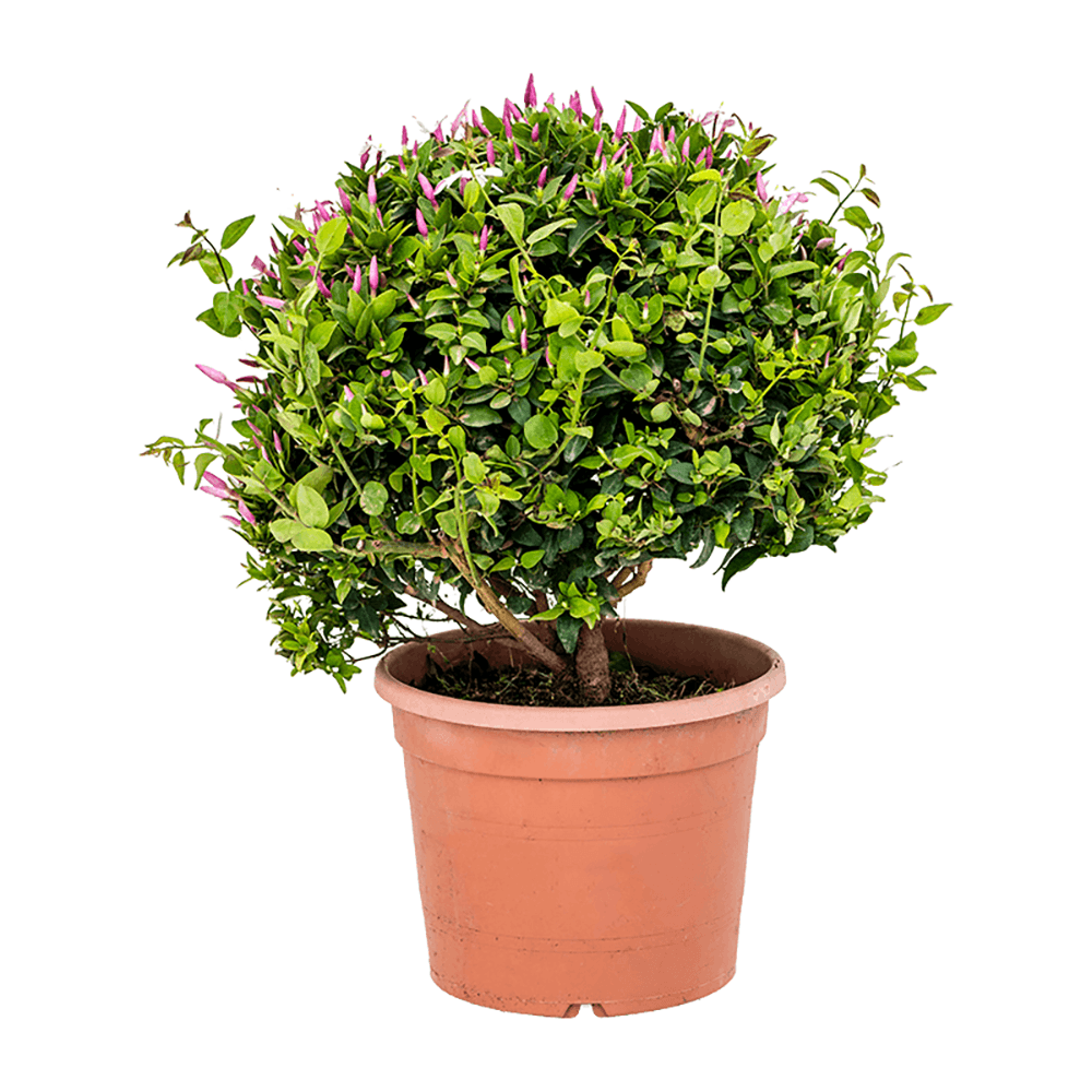 Iasomie Comuna globulara, cu floare alba- 65 cm