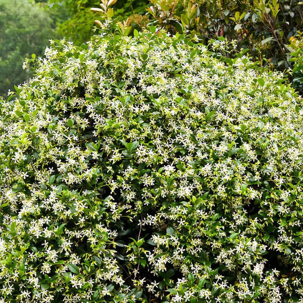 Iasomie Comuna globulara, cu floare alba- 65 cm