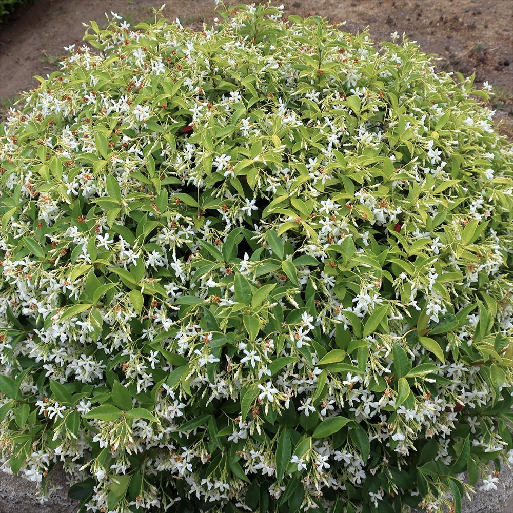 Iasomie Comuna globulara, cu floare alba- 65 cm