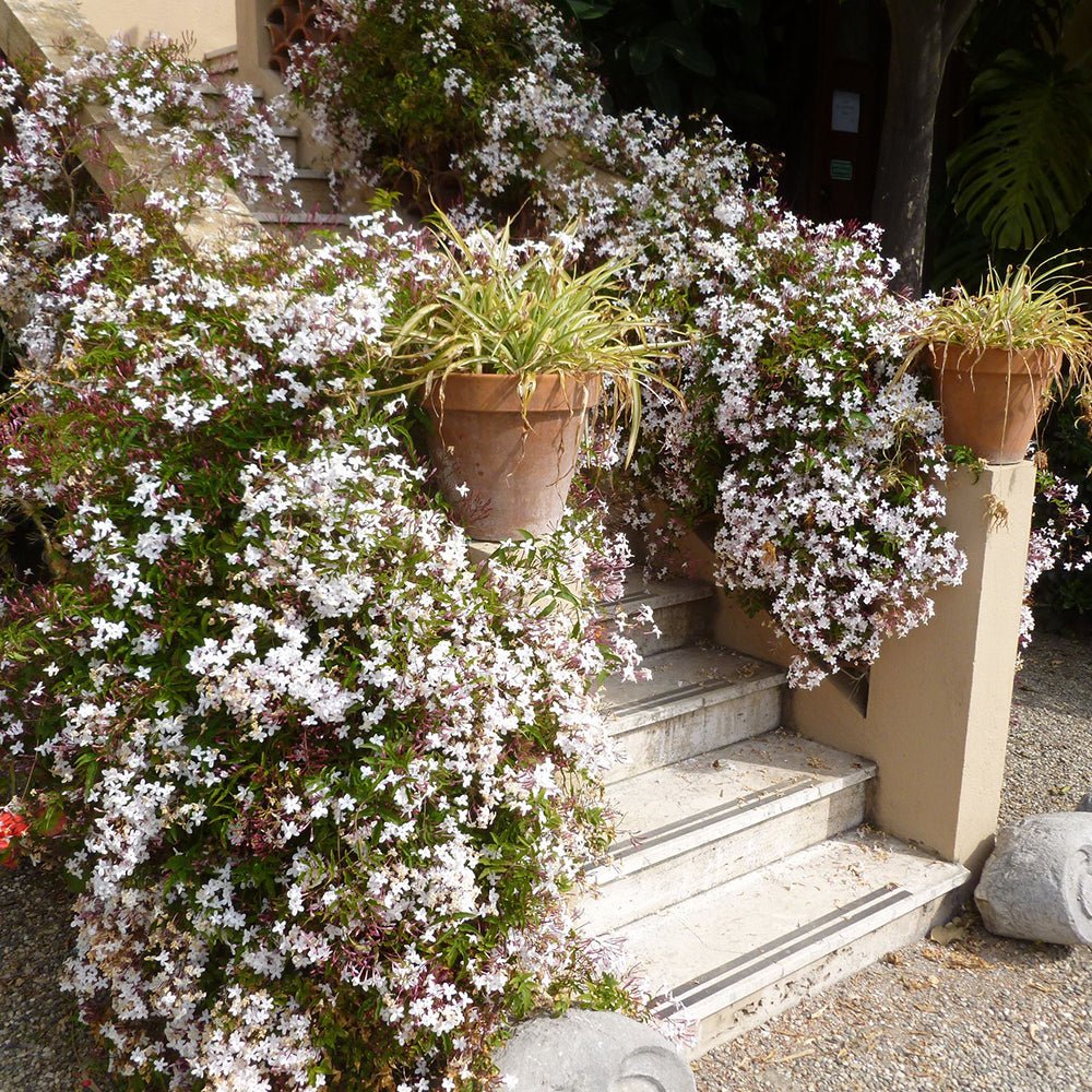 Iasomie de Camera - 40 cm