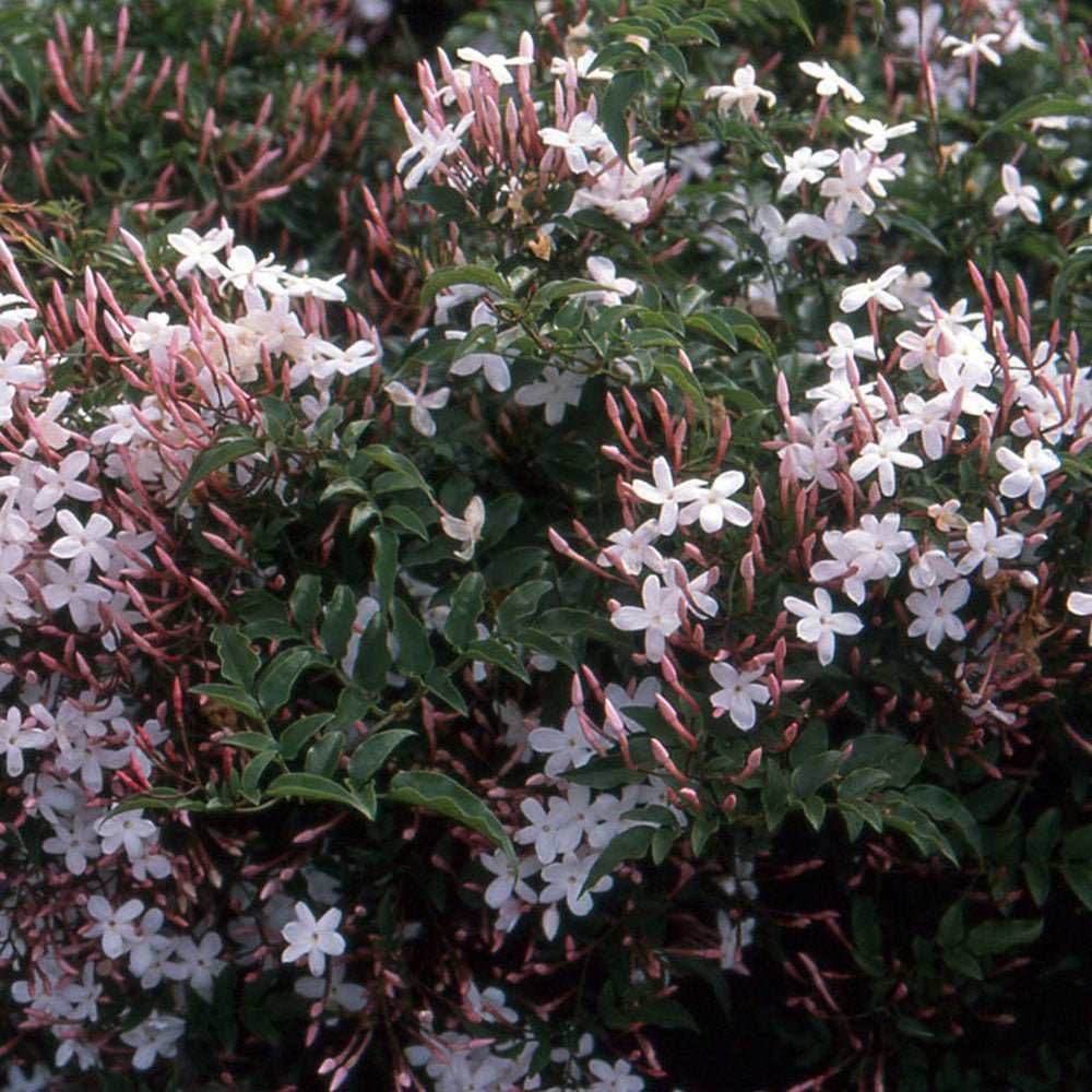 Iasomie de Camera - 40 cm