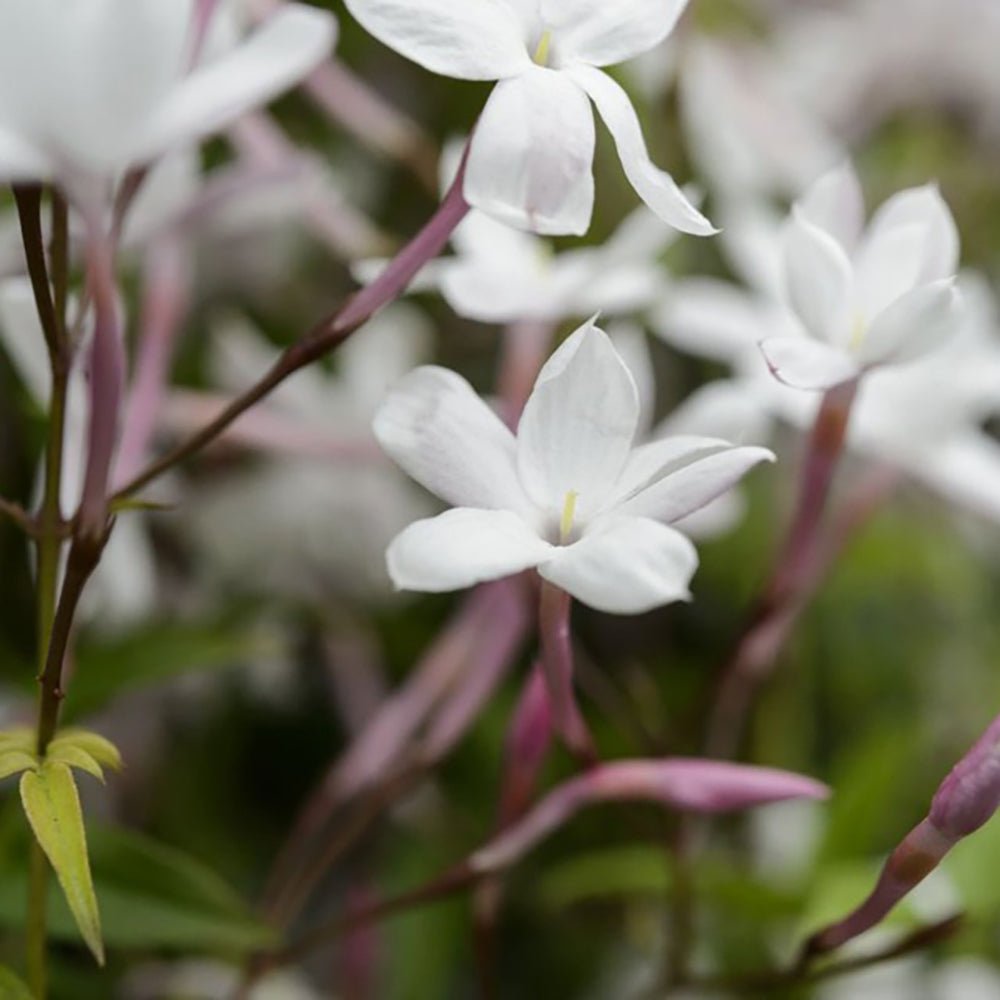 Iasomie de Camera - 70 cm