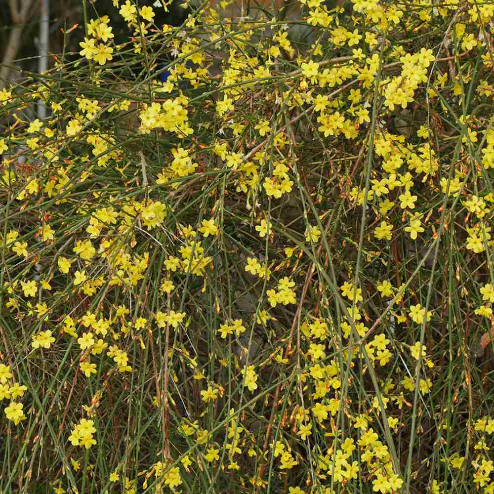 Iasomie de Iarna (Jasminum Nudiflorum), cu flori galbene stelate - VERDENA-65 cm inaltime, livrat in ghiveci de 2 l