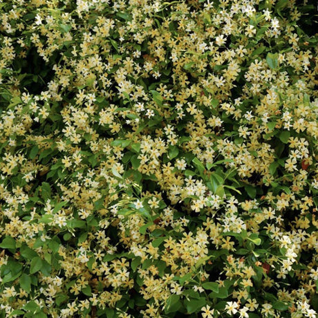 Iasomie galbena Yellow Wings (Trachelospermum Jasminoides) - VERDENA-70 cm inaltime, livrat in ghiveci de 3 l