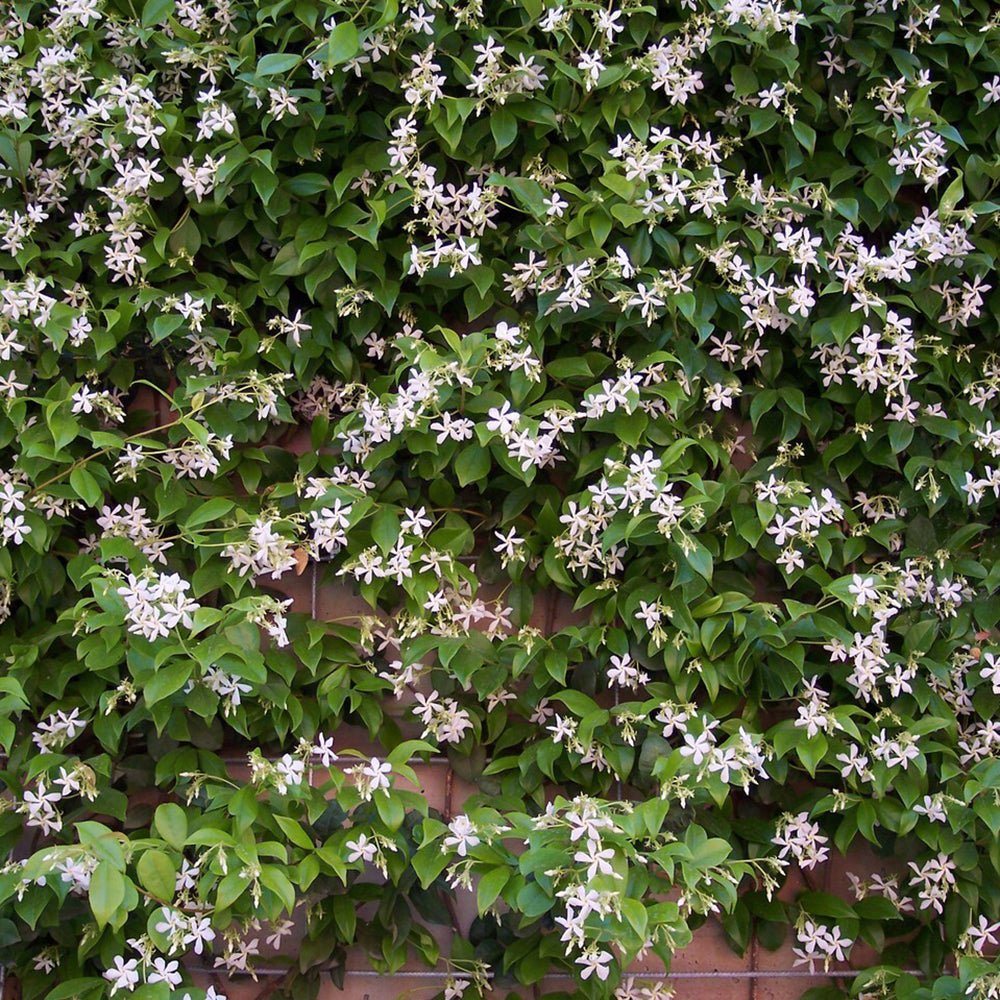 Iasomie Pink Showers, cu flori rozi si parfum intens