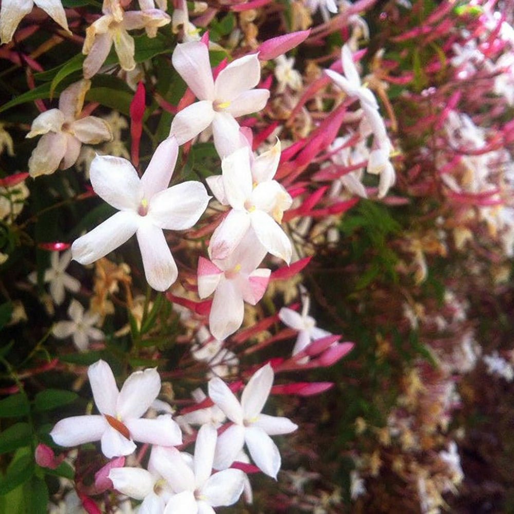 Iasomie Pink Showers, cu flori rozi si parfum intens