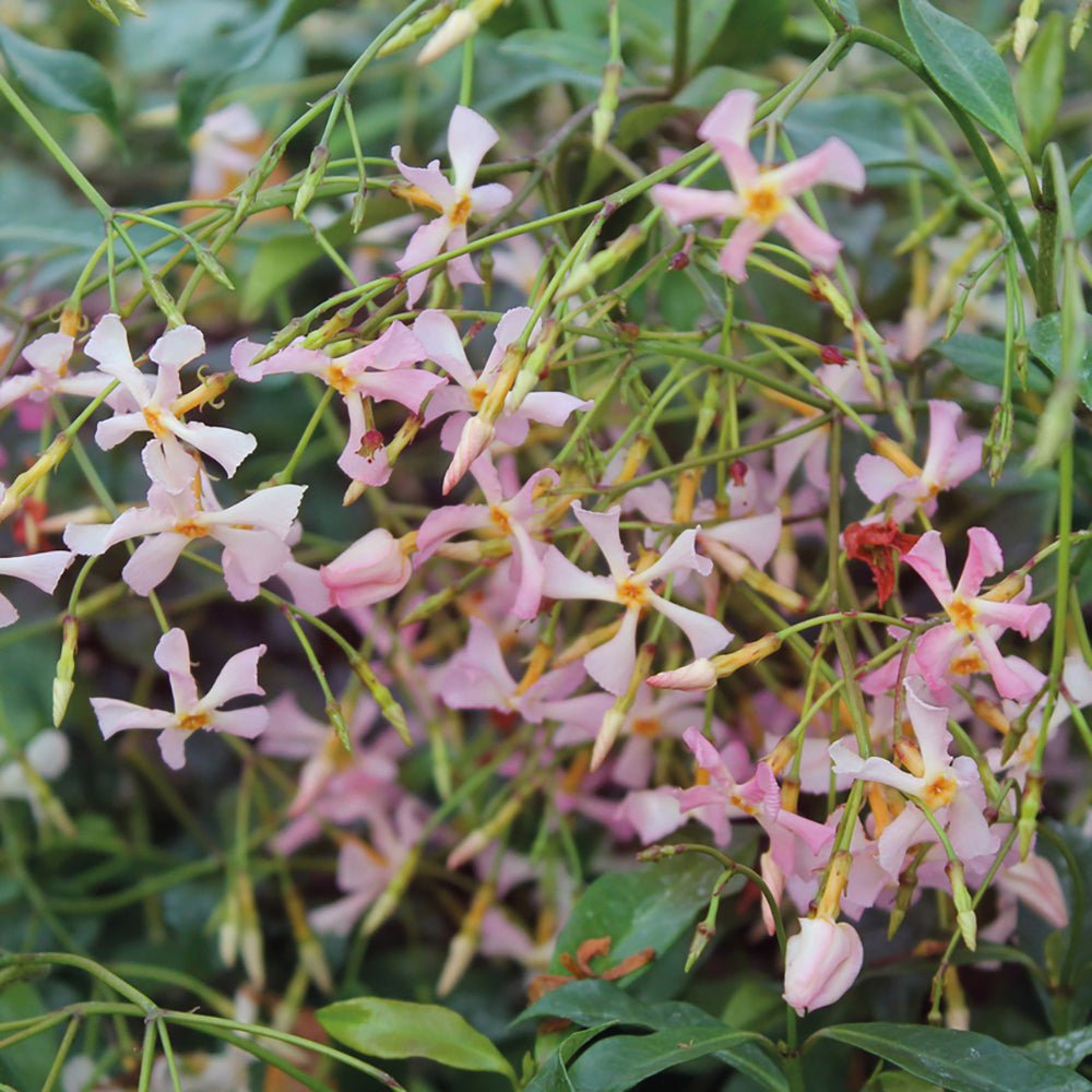 Iasomie Pink Showers, cu flori rozi si parfum intens