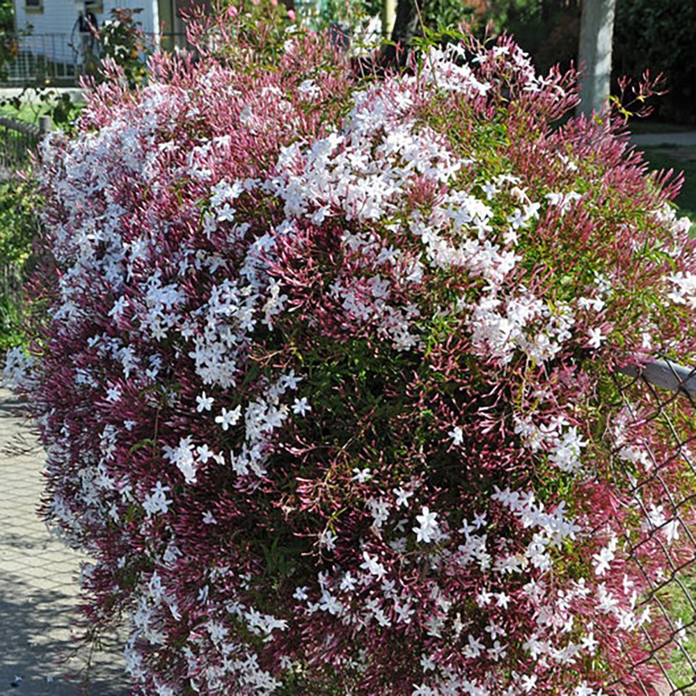 Iasomie Pink Showers, cu flori rozi si parfum intens