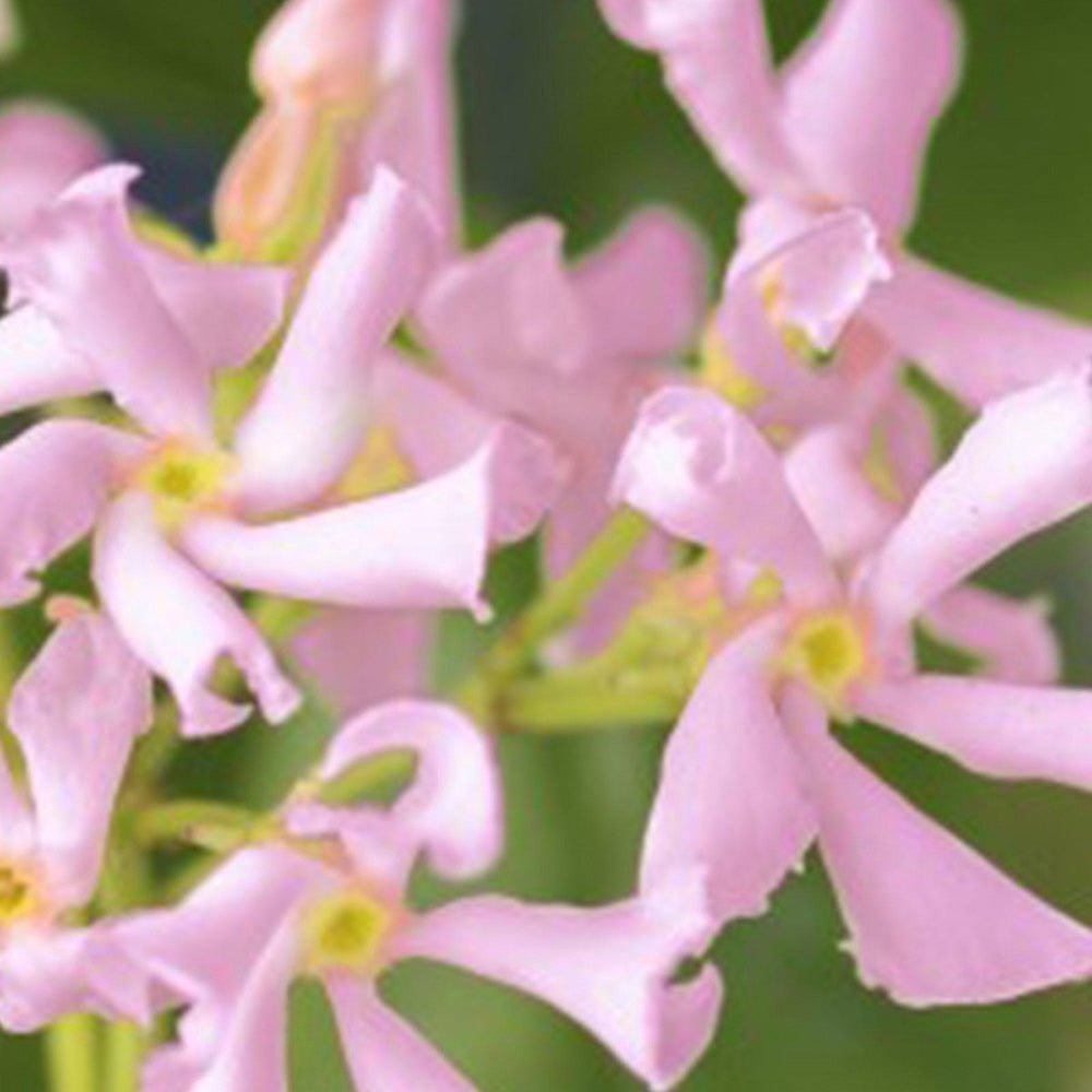 Iasomie Star Of Sicily, cu flori roz