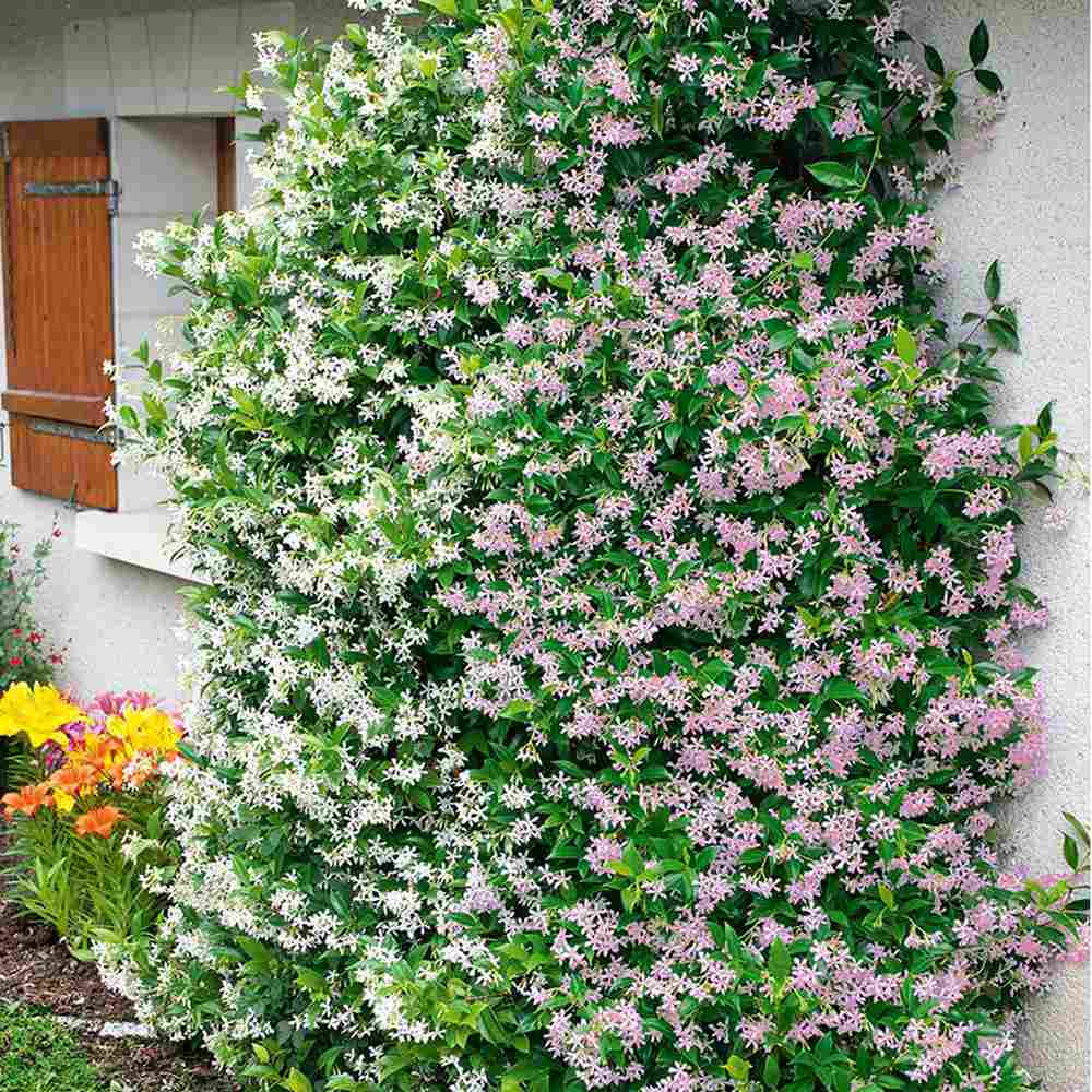 Iasomie Star Of Sicily, cu flori roz