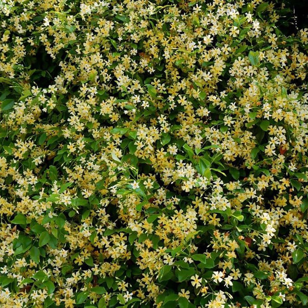 Iasomie Star Of Tuscany, cataratoare, cu flori galbene