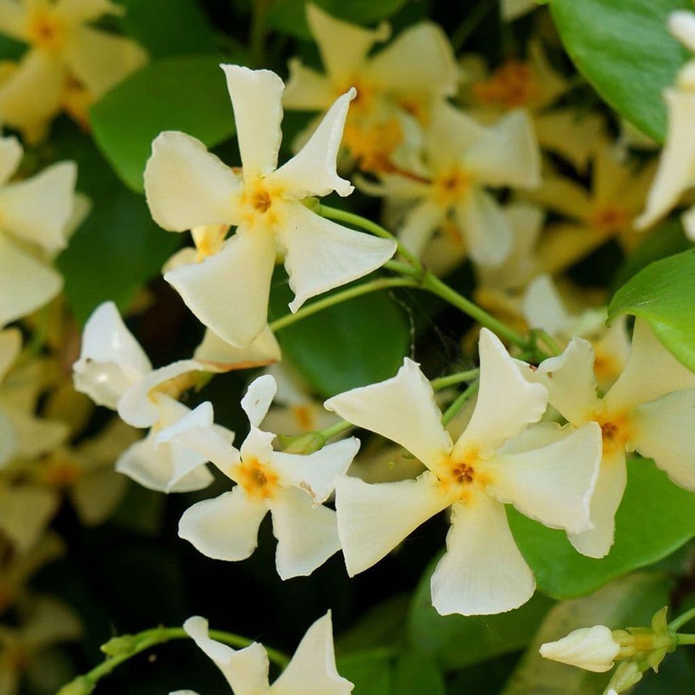 Iasomie Star Of Tuscany, cataratoare, cu flori galbene