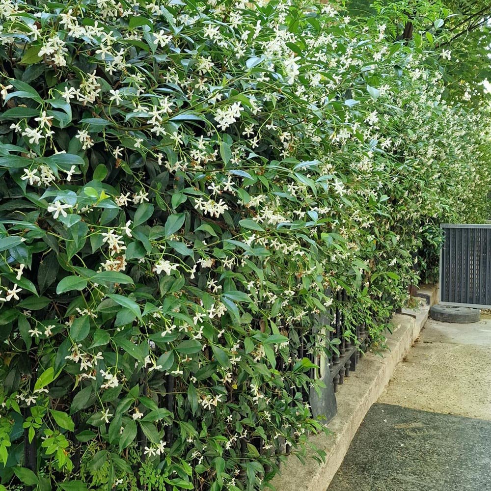 Iasomie Star Of Venice, cu flori alb-crem