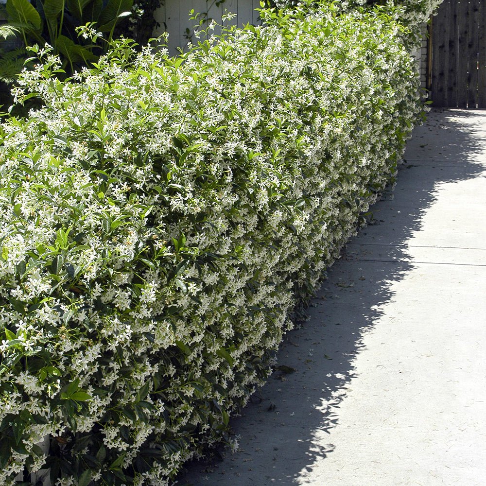 Iasomie Star Of Venice, cu flori alb-crem