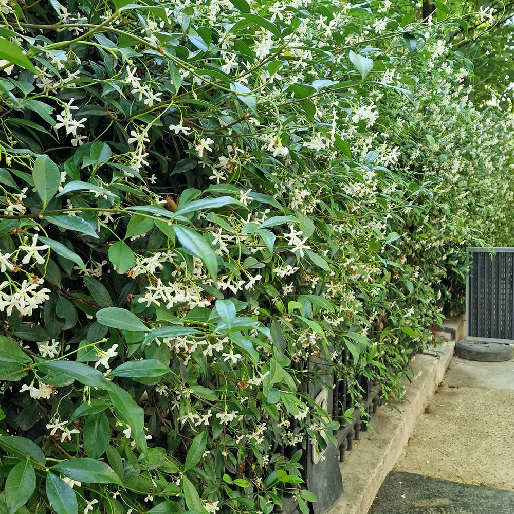 Iasomie Star Of Venice, cu flori alb-crem