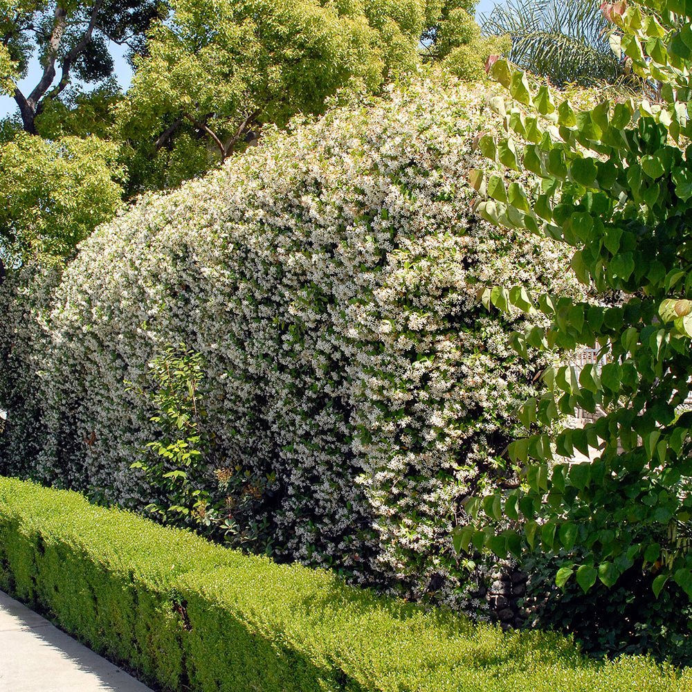 Iasomie Star Of Venice, cu flori alb-crem