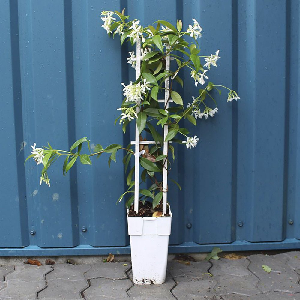 Iasomie Star Of Venice, cu flori alb-crem