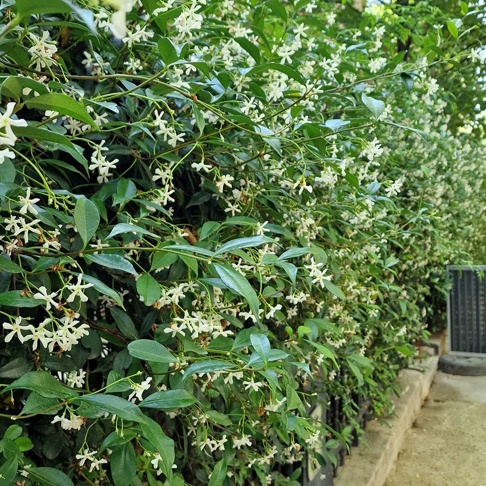 Iasomie Star Of Venice, cu flori alb-crem