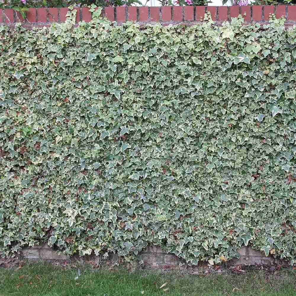 Iedera alb-verde Glacier, cataratoare si vesnic verde