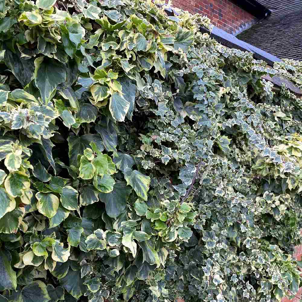 Iedera alb-verde Glacier, cataratoare si vesnic verde