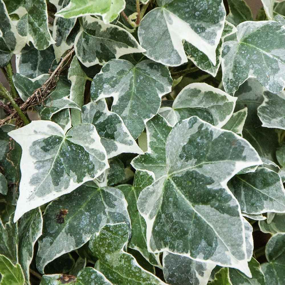 Iedera alb-verde Glacier, cataratoare si vesnic verde