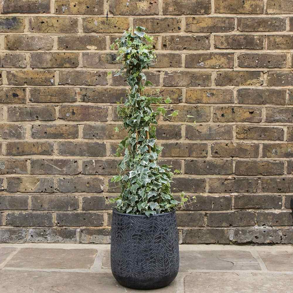 Iedera alb-verde Glacier, cataratoare si vesnic verde