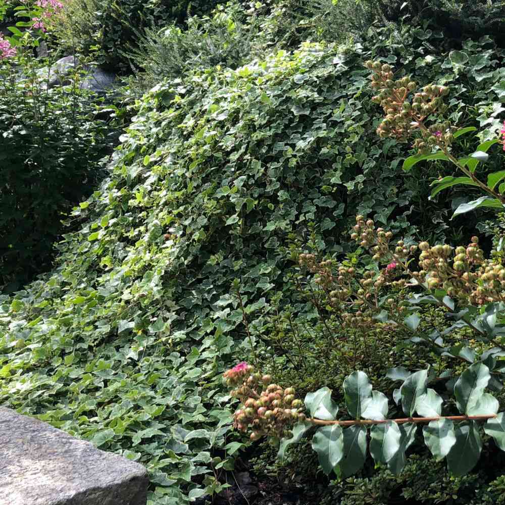 Iedera alb-verde Glacier, cataratoare si vesnic verde