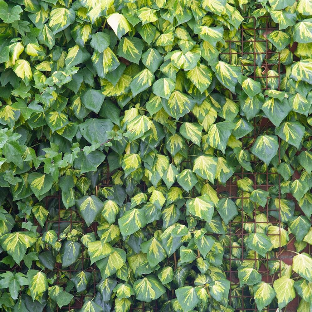 Iedera verde-galben palid Colchica Sulphur Heart, cataratoare, vesnic verde si flori mici