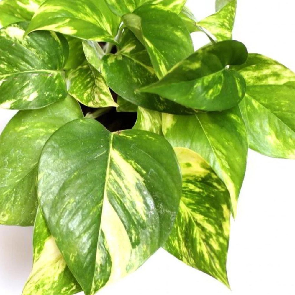 Iedera diavolului Curgatoare Epipremnum Aureum - 25 cm