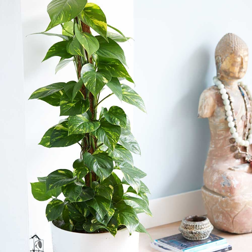 Iedera diavolului Curgatoare Epipremnum Aureum - 25 cm