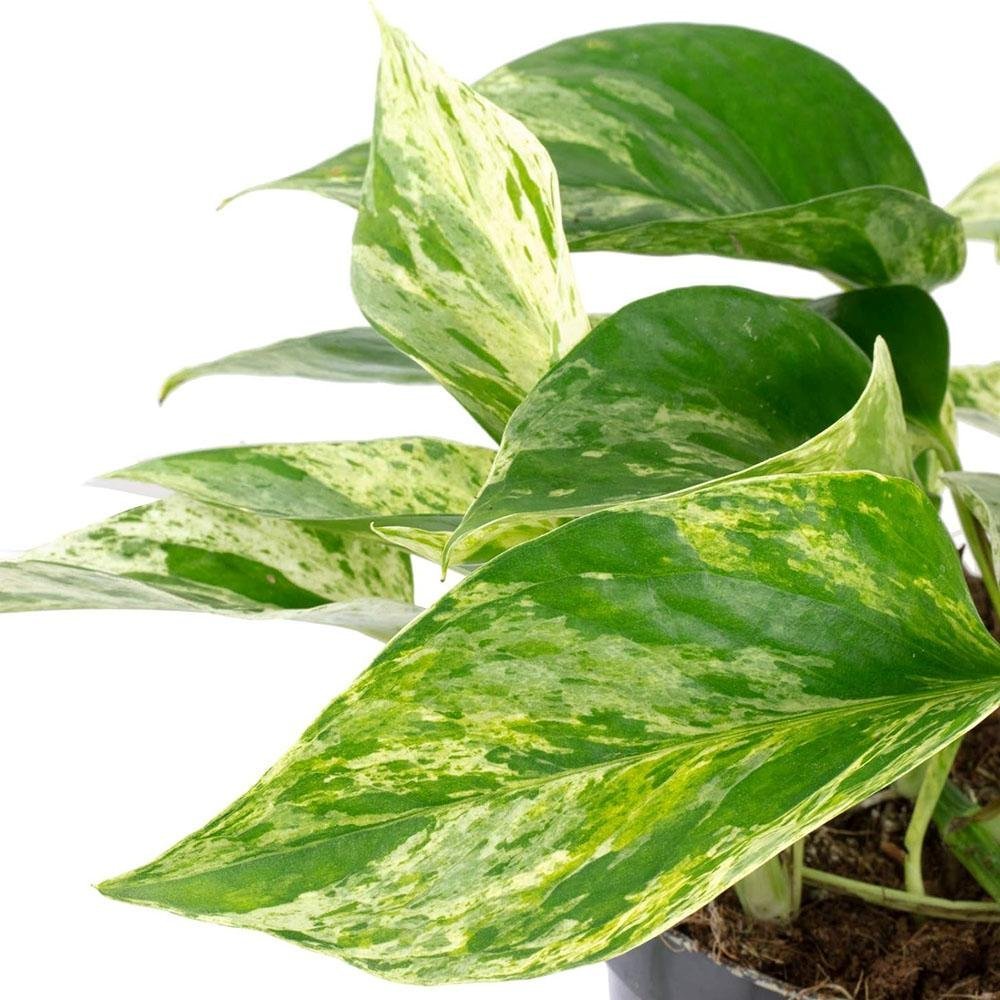 Iedera diavolului Curgatoare Epipremnum Aureum - 25 cm - VERDENA-25 cm inaltime livrat in ghiveci de 1.2 l