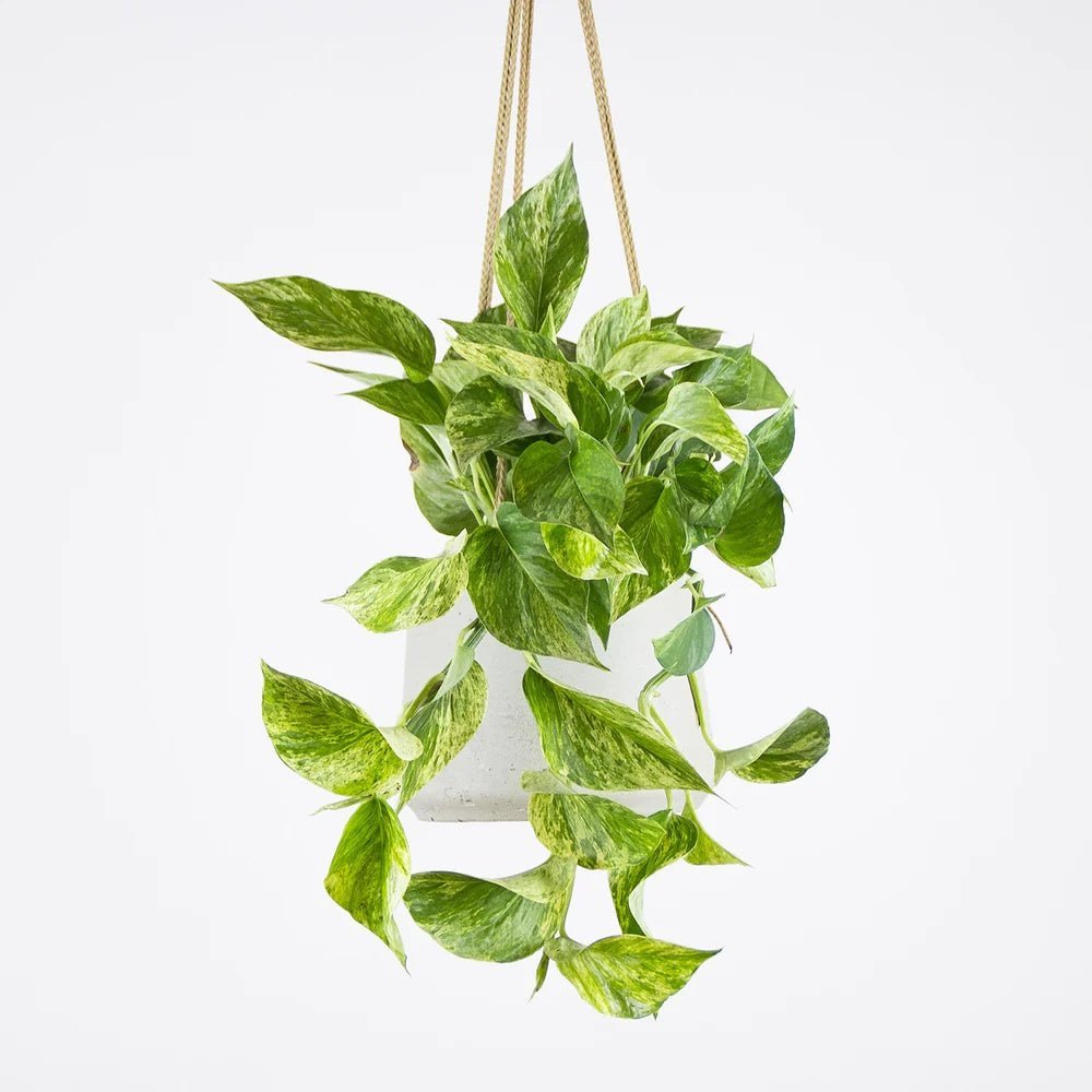 Iedera diavolului Curgatoare Epipremnum Aureum - 25 cm - VERDENA-25 cm inaltime livrat in ghiveci de 1.2 l