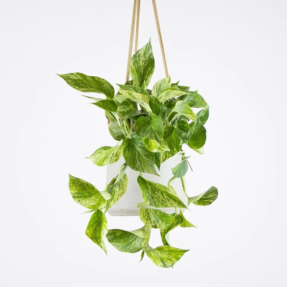 Iedera diavolului Curgatoare Epipremnum Aureum - 25 cm