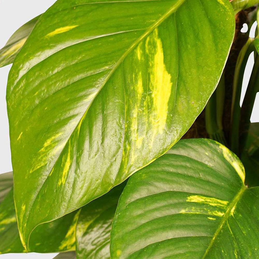 Iedera diavolului Curgatoare Epipremnum Aureum - 25 cm - VERDENA-25 cm inaltime livrat in ghiveci de 1.2 l